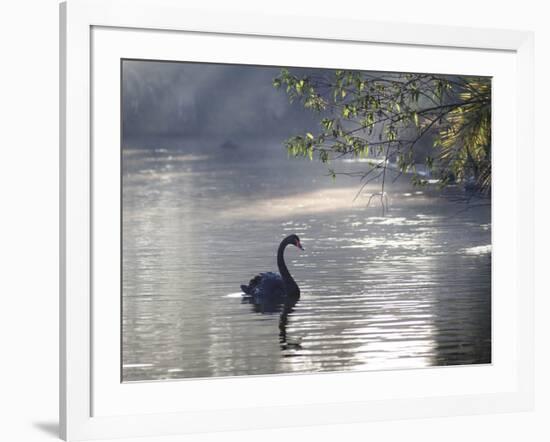 Sunrise on a Misty Lake in Ibirapuera Park with a Black Swan-Alex Saberi-Framed Photographic Print