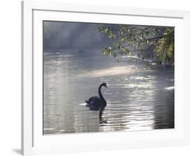 Sunrise on a Misty Lake in Ibirapuera Park with a Black Swan-Alex Saberi-Framed Photographic Print