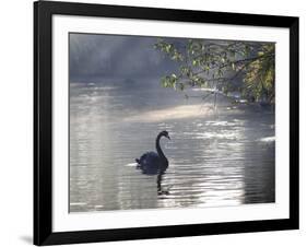 Sunrise on a Misty Lake in Ibirapuera Park with a Black Swan-Alex Saberi-Framed Photographic Print