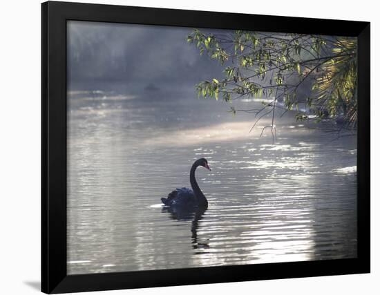 Sunrise on a Misty Lake in Ibirapuera Park with a Black Swan-Alex Saberi-Framed Photographic Print