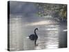 Sunrise on a Misty Lake in Ibirapuera Park with a Black Swan-Alex Saberi-Stretched Canvas
