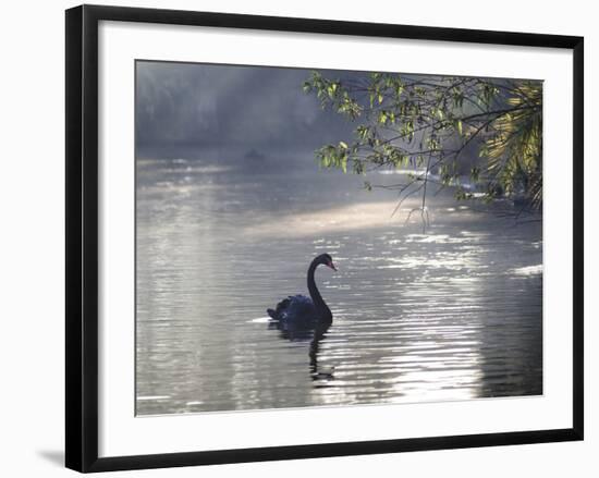 Sunrise on a Misty Lake in Ibirapuera Park with a Black Swan-Alex Saberi-Framed Premium Photographic Print