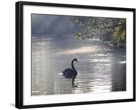 Sunrise on a Misty Lake in Ibirapuera Park with a Black Swan-Alex Saberi-Framed Premium Photographic Print
