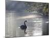 Sunrise on a Misty Lake in Ibirapuera Park with a Black Swan-Alex Saberi-Mounted Premium Photographic Print