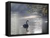 Sunrise on a Misty Lake in Ibirapuera Park with a Black Swan-Alex Saberi-Framed Stretched Canvas