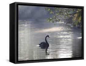 Sunrise on a Misty Lake in Ibirapuera Park with a Black Swan-Alex Saberi-Framed Stretched Canvas