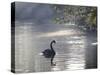 Sunrise on a Misty Lake in Ibirapuera Park with a Black Swan-Alex Saberi-Stretched Canvas