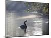 Sunrise on a Misty Lake in Ibirapuera Park with a Black Swan-Alex Saberi-Mounted Photographic Print