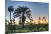 Sunrise on El Palmar National Park, Argentina-Anibal Trejo-Mounted Photographic Print