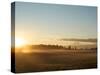 Sunrise on Field of Green Grass with Douglas Firs and Mount Rainier, Vashon Island, Washington, USA-Aaron McCoy-Stretched Canvas