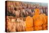 Sunrise on Hoodoos in Bryce Canyon National Park., 2012 (Photo)-Ira Block-Stretched Canvas