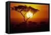 Sunrise on Masai Mara National Reserve-null-Framed Stretched Canvas