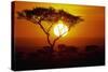 Sunrise on Masai Mara National Reserve-null-Stretched Canvas