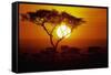 Sunrise on Masai Mara National Reserve-null-Framed Stretched Canvas