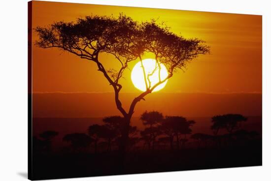 Sunrise on Masai Mara National Reserve-null-Stretched Canvas