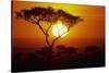 Sunrise on Masai Mara National Reserve-null-Stretched Canvas