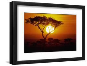 Sunrise on Masai Mara National Reserve-null-Framed Photographic Print