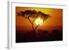 Sunrise on Masai Mara National Reserve-null-Framed Photographic Print