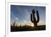 Sunrise on saguaro cactus in bloom (Carnegiea gigantea), Sweetwater Preserve, Tucson, Arizona, Unit-Michael Nolan-Framed Photographic Print