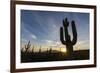 Sunrise on saguaro cactus in bloom (Carnegiea gigantea), Sweetwater Preserve, Tucson, Arizona, Unit-Michael Nolan-Framed Photographic Print