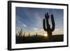 Sunrise on saguaro cactus in bloom (Carnegiea gigantea), Sweetwater Preserve, Tucson, Arizona, Unit-Michael Nolan-Framed Photographic Print