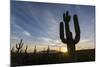 Sunrise on saguaro cactus in bloom (Carnegiea gigantea), Sweetwater Preserve, Tucson, Arizona, Unit-Michael Nolan-Mounted Photographic Print