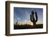 Sunrise on saguaro cactus in bloom (Carnegiea gigantea), Sweetwater Preserve, Tucson, Arizona, Unit-Michael Nolan-Framed Photographic Print