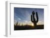 Sunrise on saguaro cactus in bloom (Carnegiea gigantea), Sweetwater Preserve, Tucson, Arizona, Unit-Michael Nolan-Framed Photographic Print