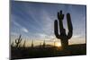 Sunrise on saguaro cactus in bloom (Carnegiea gigantea), Sweetwater Preserve, Tucson, Arizona, Unit-Michael Nolan-Mounted Photographic Print