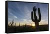 Sunrise on saguaro cactus in bloom (Carnegiea gigantea), Sweetwater Preserve, Tucson, Arizona, Unit-Michael Nolan-Framed Stretched Canvas