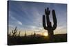 Sunrise on saguaro cactus in bloom (Carnegiea gigantea), Sweetwater Preserve, Tucson, Arizona, Unit-Michael Nolan-Stretched Canvas