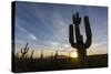 Sunrise on saguaro cactus in bloom (Carnegiea gigantea), Sweetwater Preserve, Tucson, Arizona, Unit-Michael Nolan-Stretched Canvas