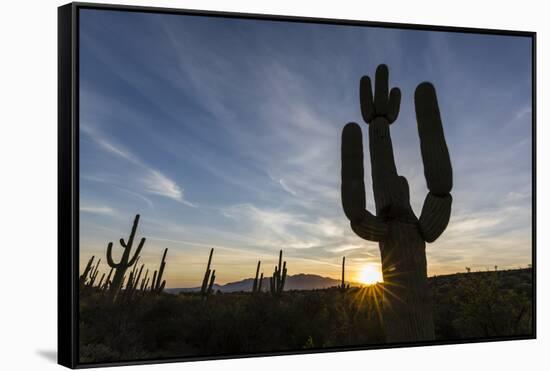 Sunrise on saguaro cactus in bloom (Carnegiea gigantea), Sweetwater Preserve, Tucson, Arizona, Unit-Michael Nolan-Framed Stretched Canvas