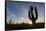 Sunrise on saguaro cactus in bloom (Carnegiea gigantea), Sweetwater Preserve, Tucson, Arizona, Unit-Michael Nolan-Framed Stretched Canvas