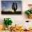 Sunrise on saguaro cactus in bloom (Carnegiea gigantea), Sweetwater Preserve, Tucson, Arizona, Unit-Michael Nolan-Stretched Canvas displayed on a wall