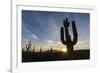 Sunrise on saguaro cactus in bloom (Carnegiea gigantea), Sweetwater Preserve, Tucson, Arizona, Unit-Michael Nolan-Framed Photographic Print