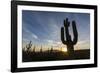 Sunrise on saguaro cactus in bloom (Carnegiea gigantea), Sweetwater Preserve, Tucson, Arizona, Unit-Michael Nolan-Framed Photographic Print