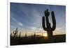 Sunrise on saguaro cactus in bloom (Carnegiea gigantea), Sweetwater Preserve, Tucson, Arizona, Unit-Michael Nolan-Framed Photographic Print