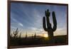Sunrise on saguaro cactus in bloom (Carnegiea gigantea), Sweetwater Preserve, Tucson, Arizona, Unit-Michael Nolan-Framed Photographic Print