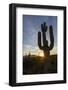 Sunrise on saguaro cactus in bloom (Carnegiea gigantea), Sweetwater Preserve, Tucson, Arizona, Unit-Michael Nolan-Framed Photographic Print