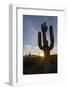 Sunrise on saguaro cactus in bloom (Carnegiea gigantea), Sweetwater Preserve, Tucson, Arizona, Unit-Michael Nolan-Framed Photographic Print