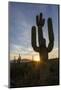 Sunrise on saguaro cactus in bloom (Carnegiea gigantea), Sweetwater Preserve, Tucson, Arizona, Unit-Michael Nolan-Mounted Photographic Print