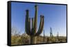 Sunrise on saguaro cactus in bloom (Carnegiea gigantea), Sweetwater Preserve, Tucson, Arizona, Unit-Michael Nolan-Framed Stretched Canvas