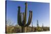 Sunrise on saguaro cactus in bloom (Carnegiea gigantea), Sweetwater Preserve, Tucson, Arizona, Unit-Michael Nolan-Stretched Canvas