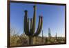 Sunrise on saguaro cactus in bloom (Carnegiea gigantea), Sweetwater Preserve, Tucson, Arizona, Unit-Michael Nolan-Framed Photographic Print