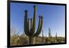 Sunrise on saguaro cactus in bloom (Carnegiea gigantea), Sweetwater Preserve, Tucson, Arizona, Unit-Michael Nolan-Framed Photographic Print