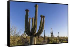 Sunrise on saguaro cactus in bloom (Carnegiea gigantea), Sweetwater Preserve, Tucson, Arizona, Unit-Michael Nolan-Framed Stretched Canvas