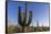 Sunrise on saguaro cactus in bloom (Carnegiea gigantea), Sweetwater Preserve, Tucson, Arizona, Unit-Michael Nolan-Framed Stretched Canvas