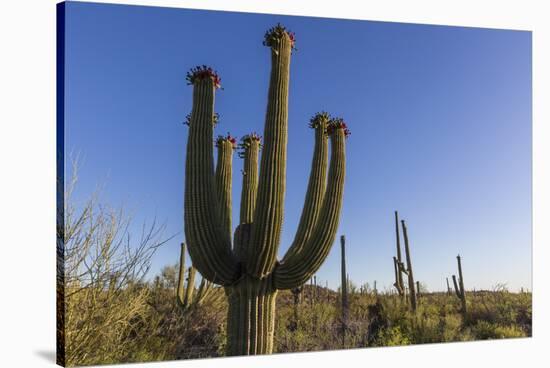 Sunrise on saguaro cactus in bloom (Carnegiea gigantea), Sweetwater Preserve, Tucson, Arizona, Unit-Michael Nolan-Stretched Canvas