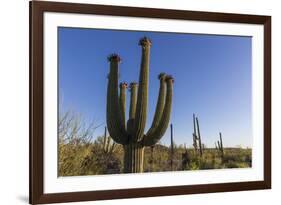 Sunrise on saguaro cactus in bloom (Carnegiea gigantea), Sweetwater Preserve, Tucson, Arizona, Unit-Michael Nolan-Framed Photographic Print